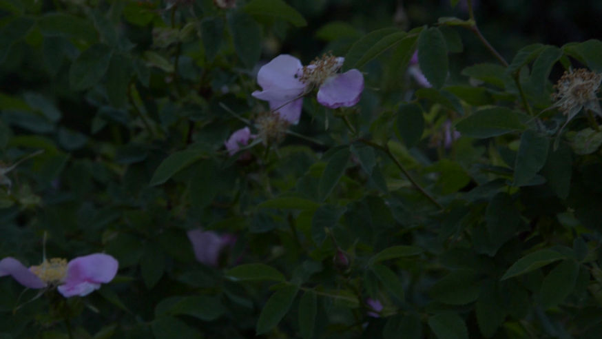 Inez Marie video Indigenous Traditional Knowledge and Medicine Duncan, BC